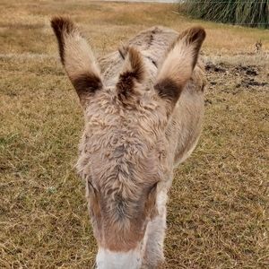 Meet your Posher, Shelly